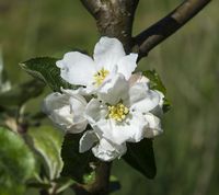 Borgherre æbleblomst
